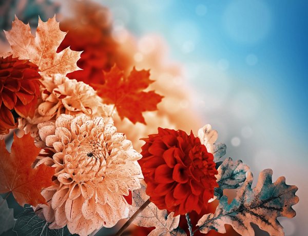 екосенние георгины