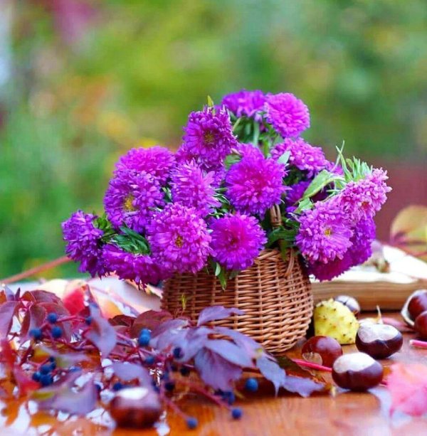 осенние цветы