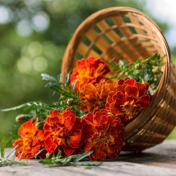 бархатцы красные