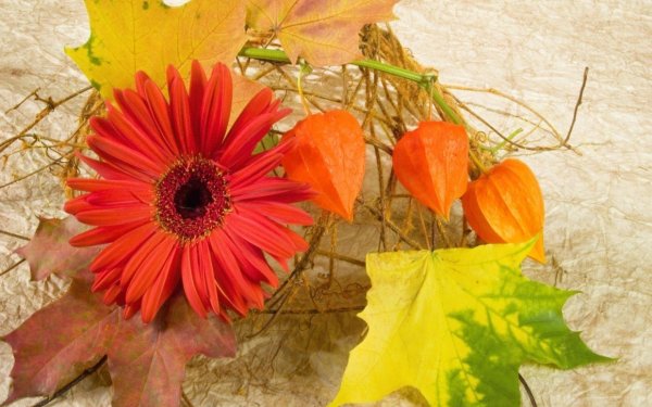 физалис цветок