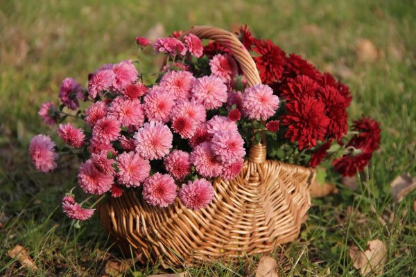 дубки цветок