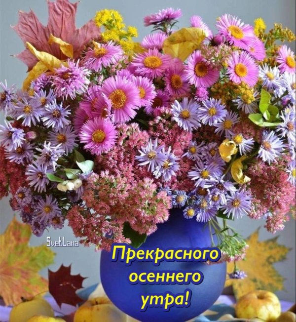 хризантемы сентябринки