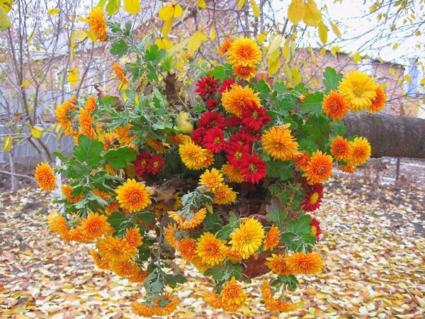 хризантема мультифлора молфетта оранж