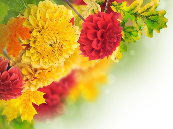 ариэль бюто цветы осени