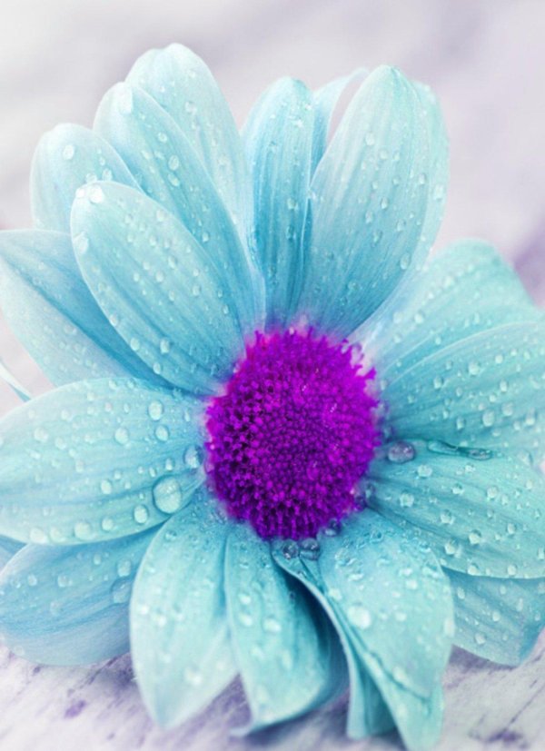 цветочек красивый