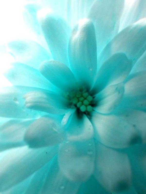 цветок голубого цвета