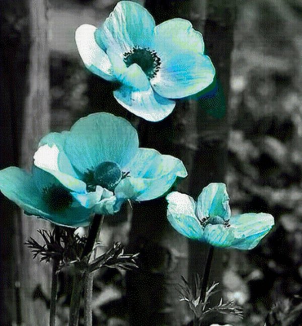 голубые анемоны