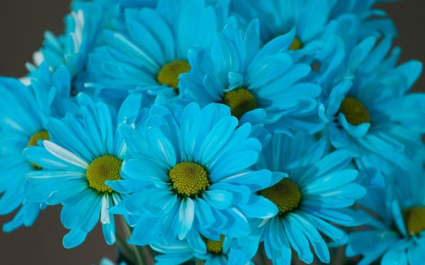 хриза ромашка голубая