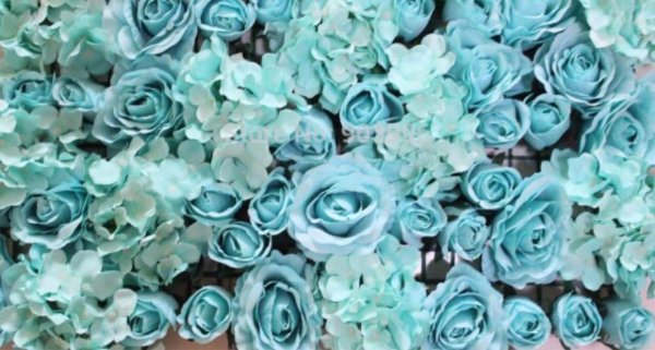 роза голубой минт