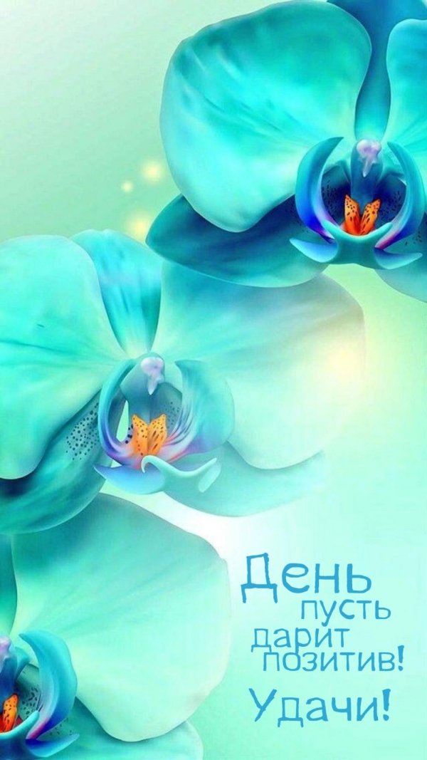 синяя орхидея