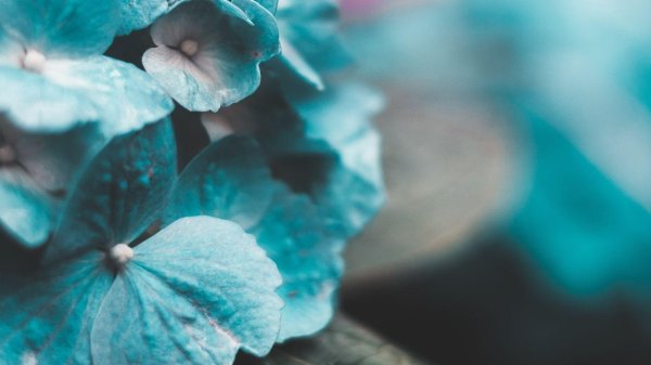 гортензия бирюза эстетика