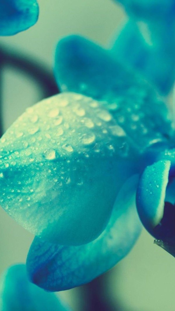 орхидея фаленопсис голубая