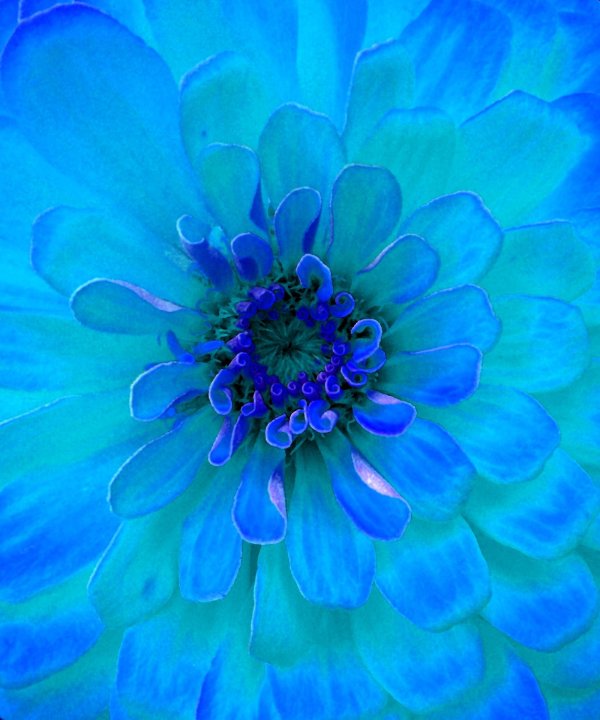 блуе фловер