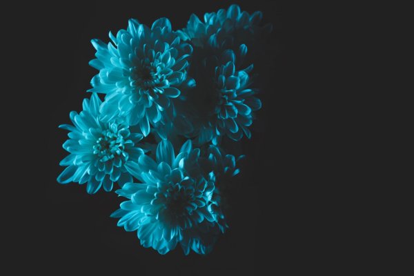 хризантема антонов синяя