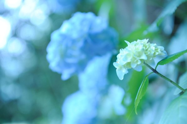 голубые гортензии