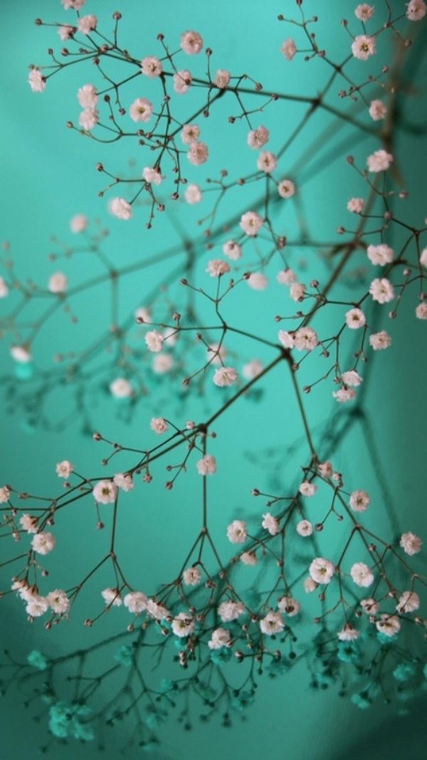 гипсофила голубая