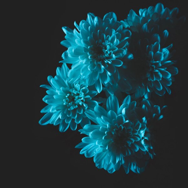 хризантема антонов синяя