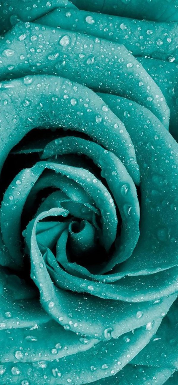 цвет бирюза