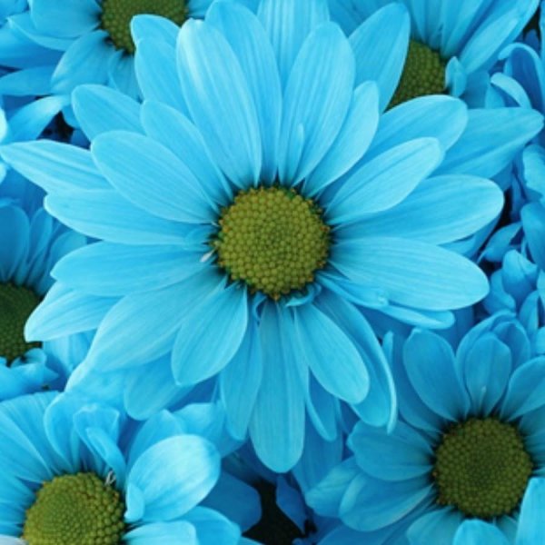 астра хризантема синяя