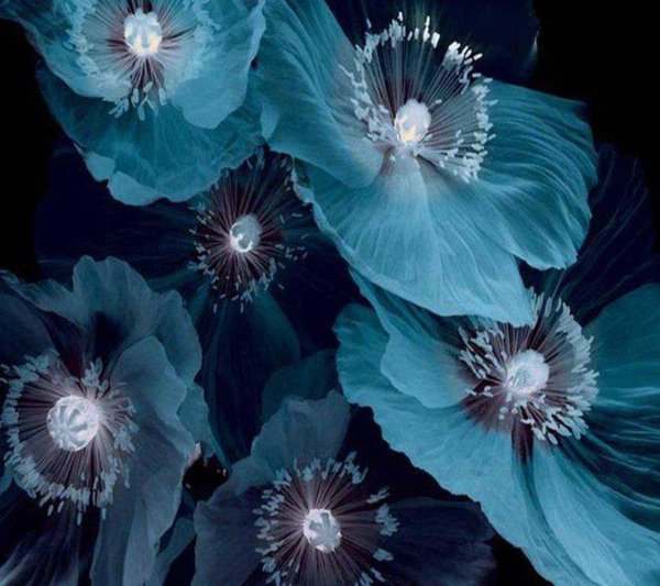 цветок синий