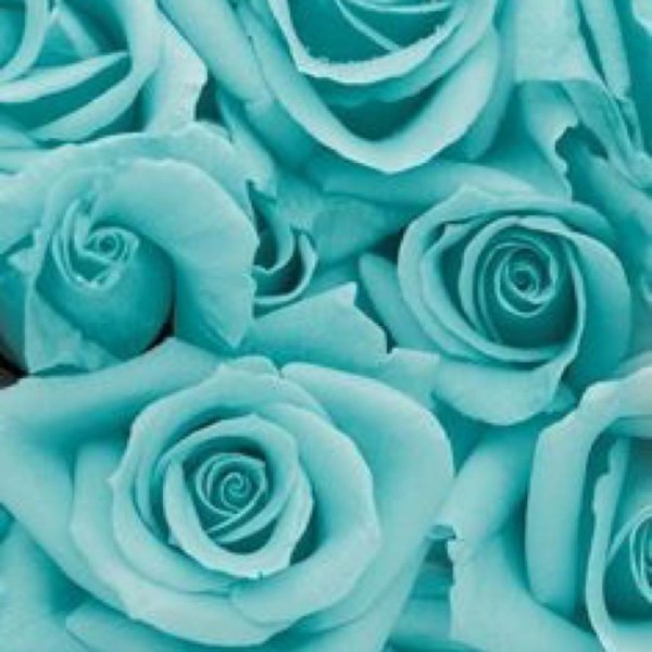 тиффани роза