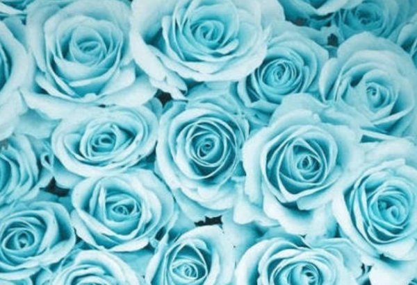 тиффани роза