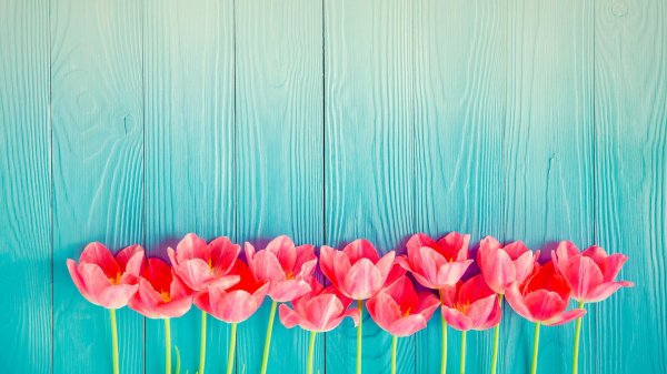 фотофон с тюльпанами