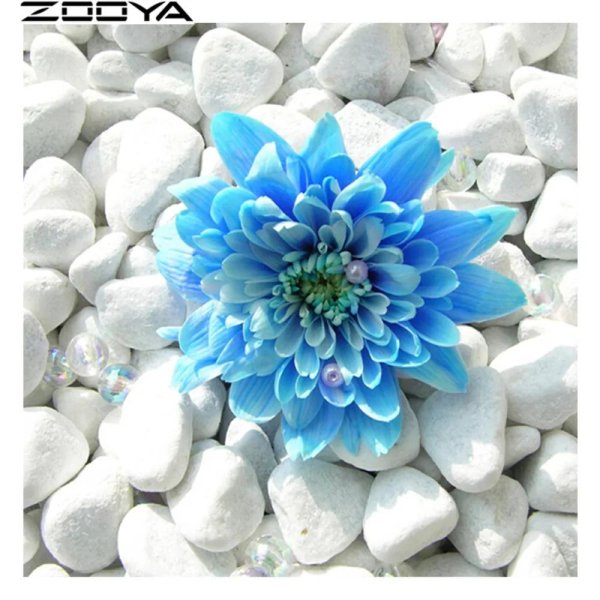 синие хризантемы