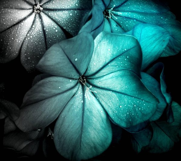 голубой цветок