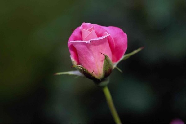 закрытый бутон розы