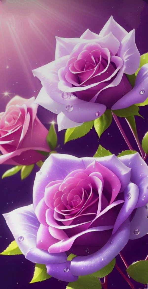 фиолетовая роза