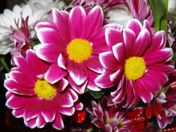 хризантемы кустовая