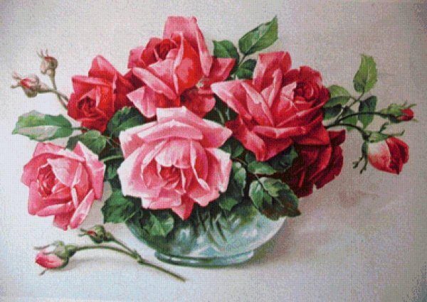 катарина кляйн розы