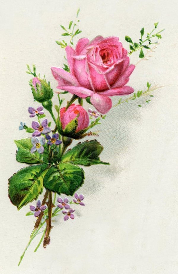 старинные открытки с розами