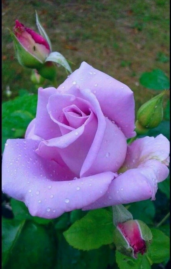 фиолетовая роза