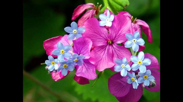 цветок незабудки