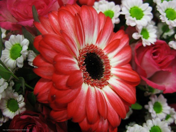 серединка цветочка