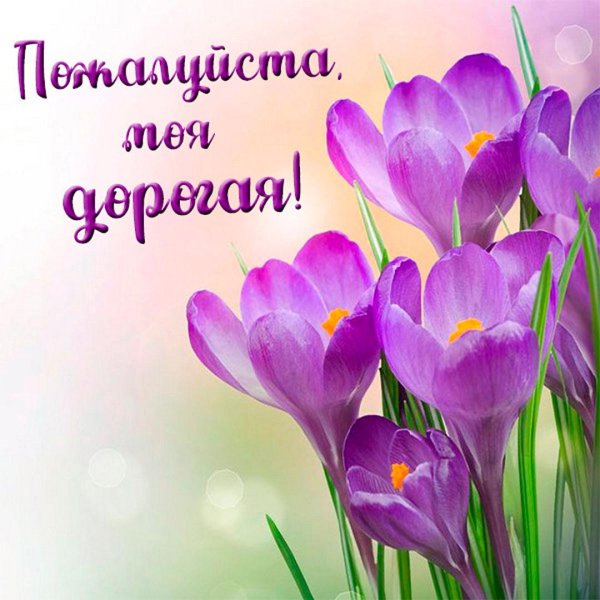 8 марта крокусы