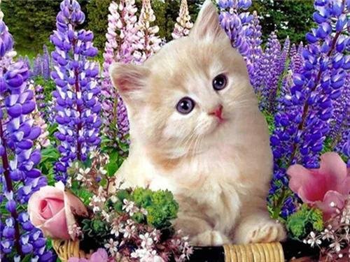 очаровательные котята