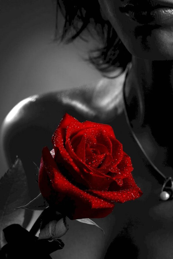 Девушка и розы