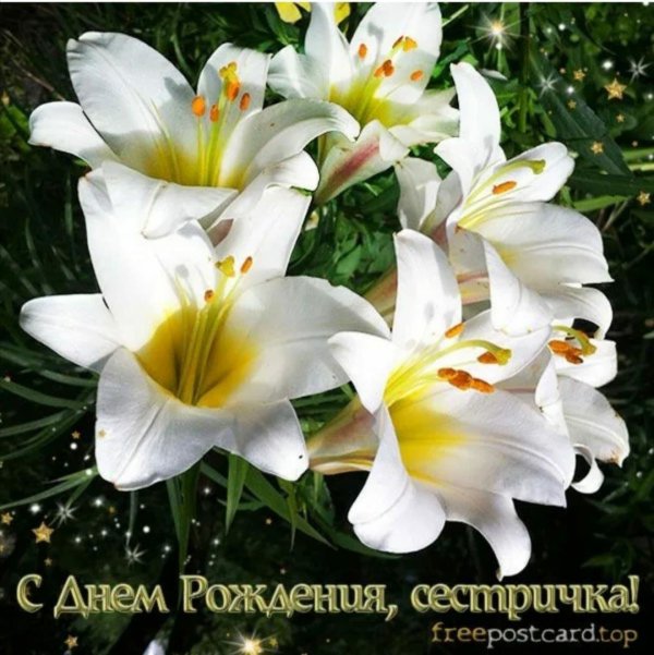 лилии белые