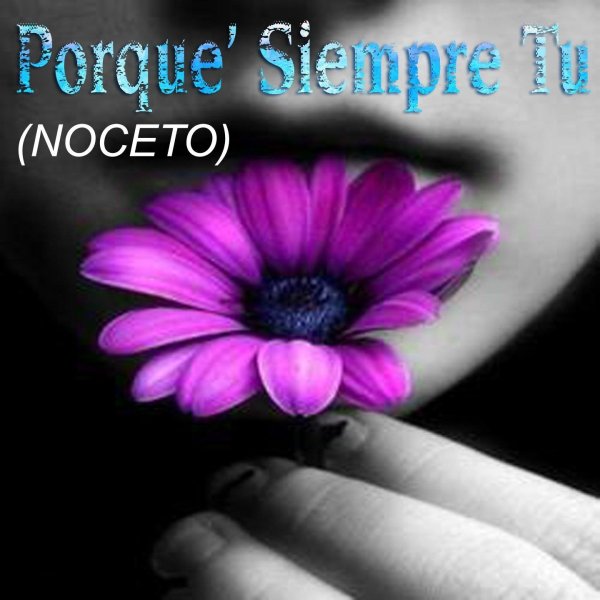 фиолетовые герберы