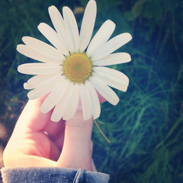 маленькая ромашка