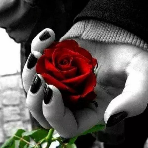роза любви