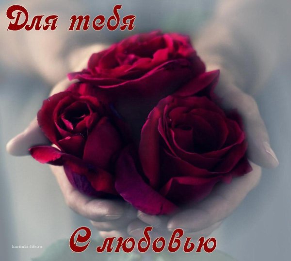 роза любви