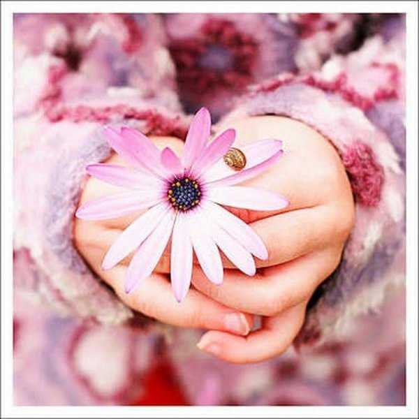 красивая цветок