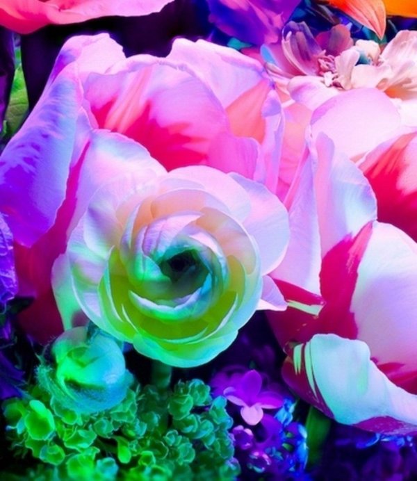 цвета красивые