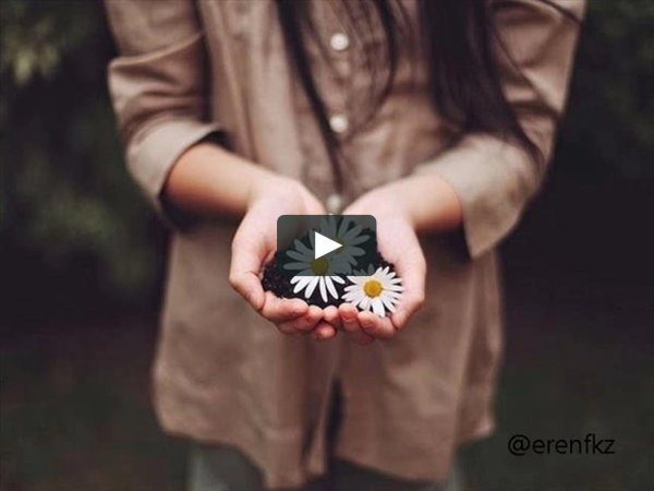 ромашка в руках