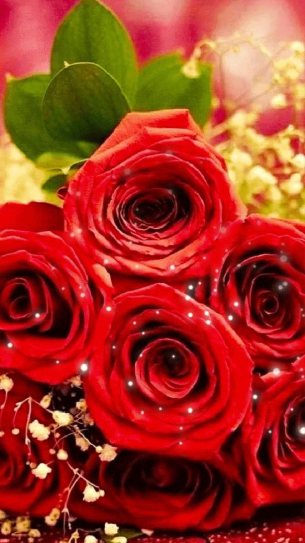 шикарные красные розы