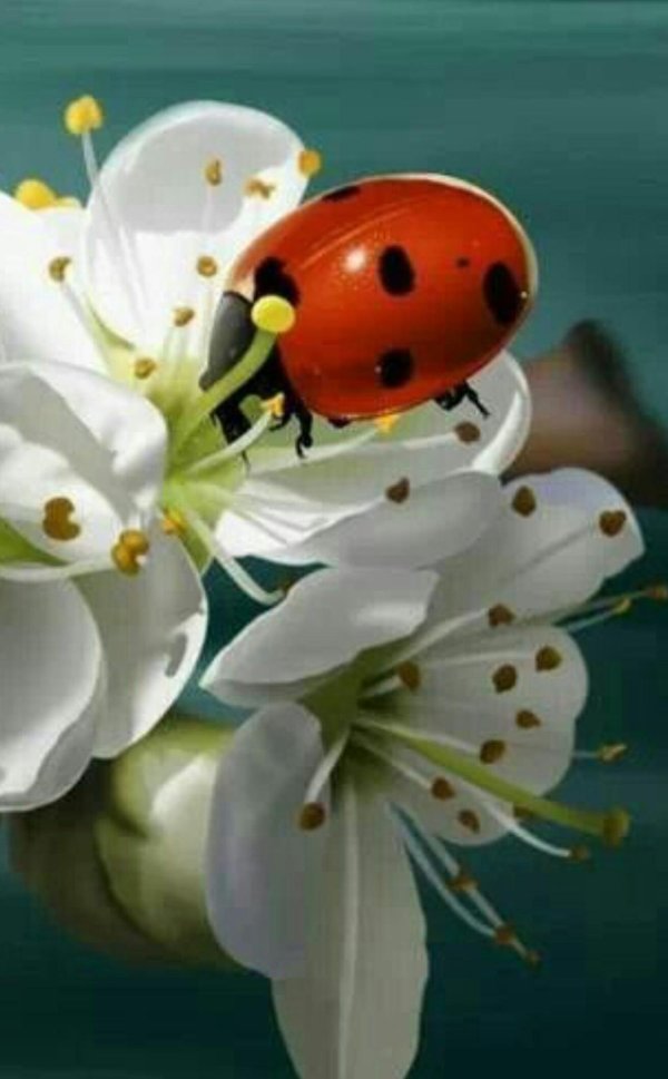 коровка божья